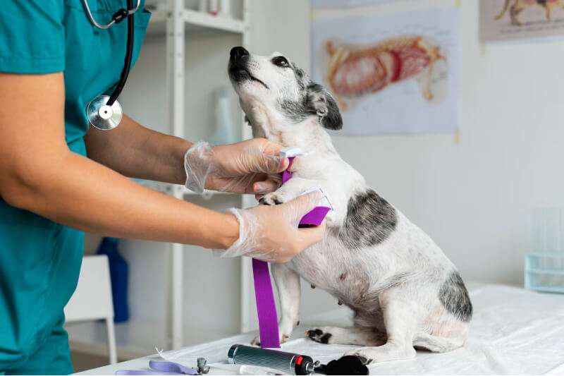 Veterinário tem direito a aposentadoria especial?